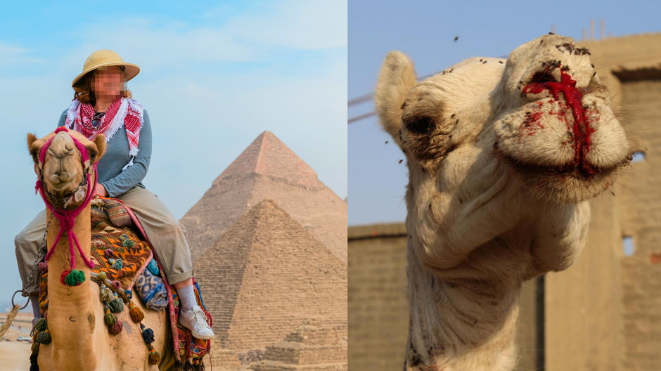 Zastanów się, czy koniecznie chcesz się przejechać na wielbłądzie w Egipcie