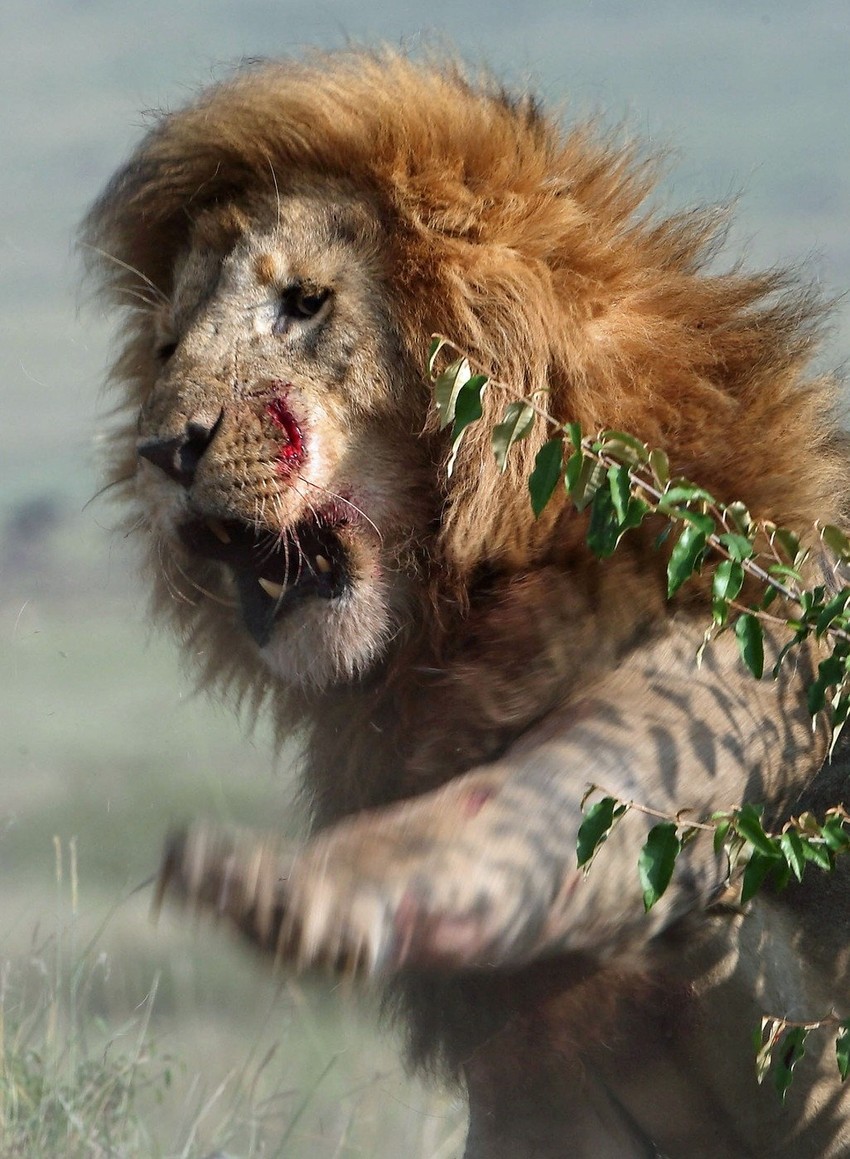 Borba se vodila do krvi