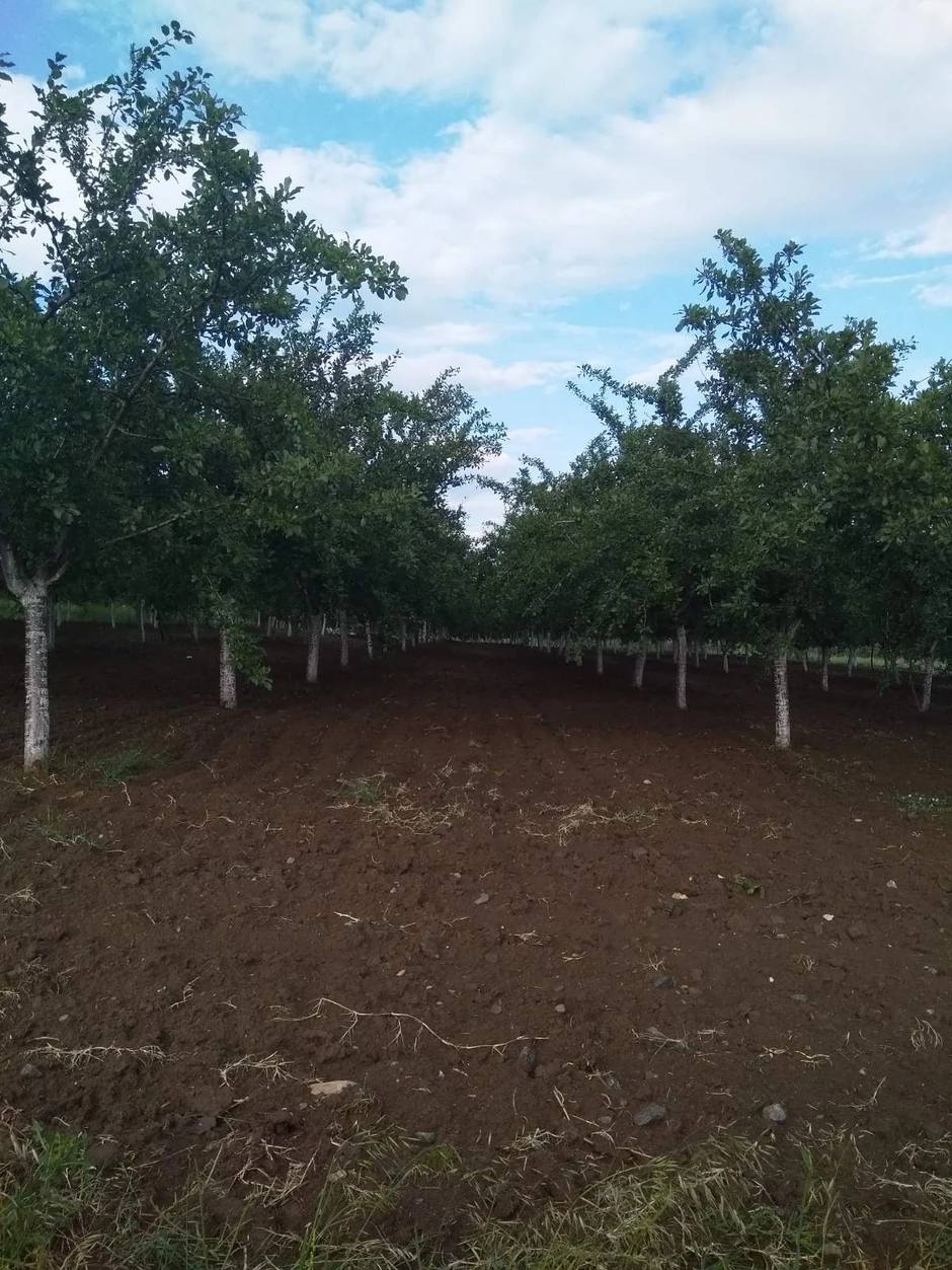 Gazdinstvo Ignjatović