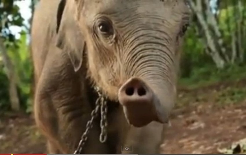 Očajno i izgladnelo mladunče tužnih očiju