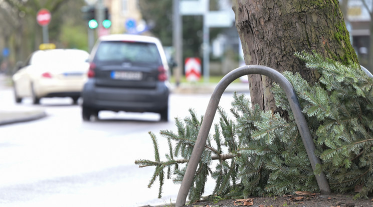 Szemét lesz a ház díszéből? Dicstelen véget érnek a karácsonyfák / Fotó: Northfoto