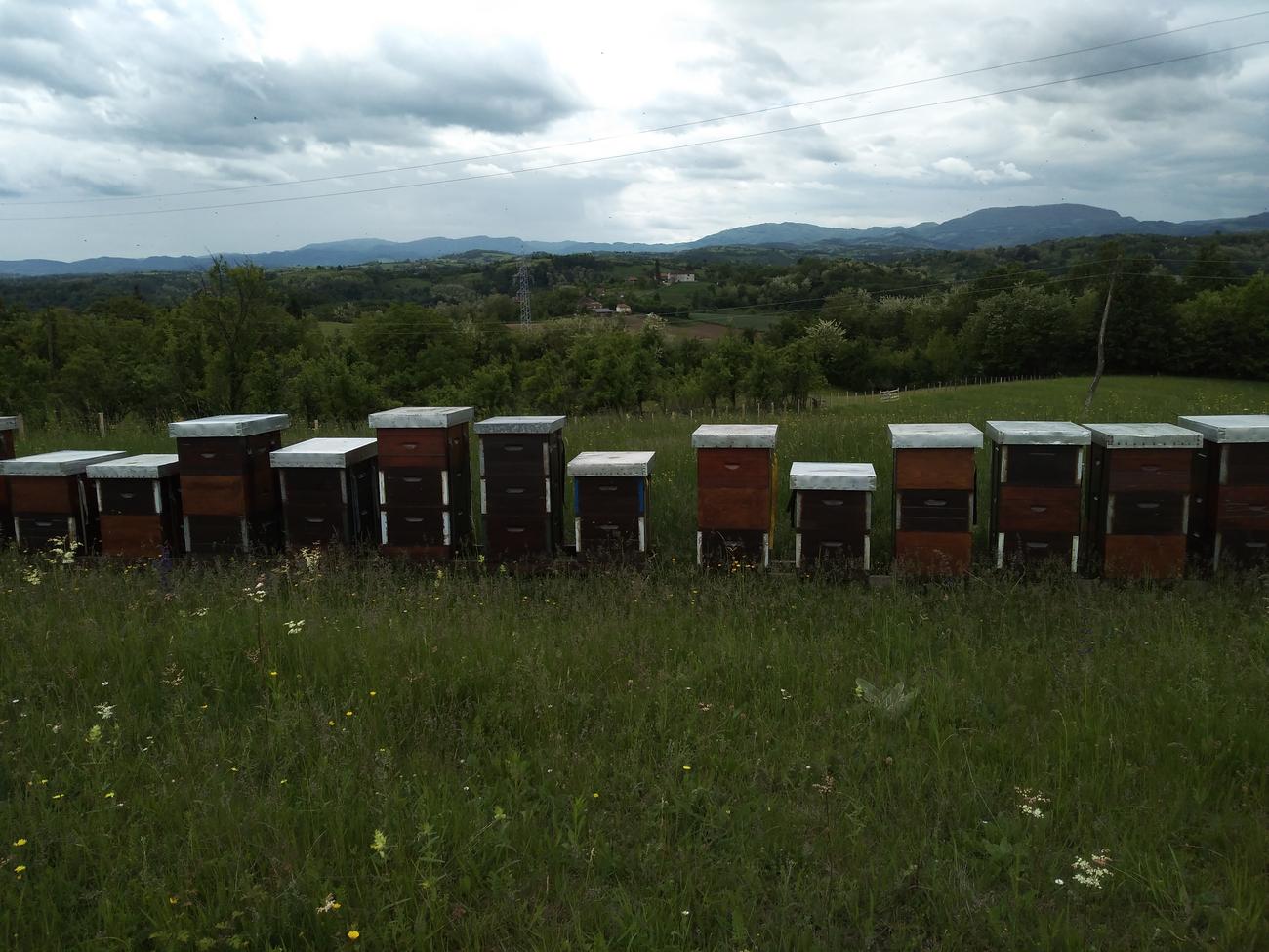 &#34;Dok je motika radila, meda je bilo više!&#34; Porodica Nikolić iz Karavukova počela hobi sa dve košnice, a sada imaju 50! Planiraju povećanje kapaciteta
