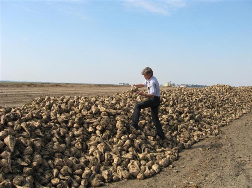 Šećerna repa na sremskim njivama