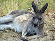 Galeria Australia - Kosciuszko National Park, obrazek 4