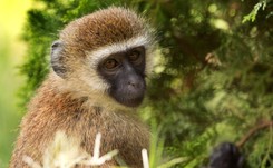 Dlaczego małpy - kotawce nie chorują na AIDS?