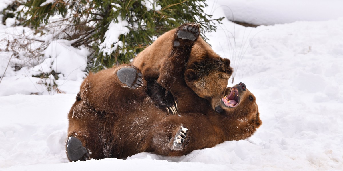 Amerykańska agencja rządowa poszukuje osób, które mają doświadczenie w pracy z niedźwiedziami grizzly.