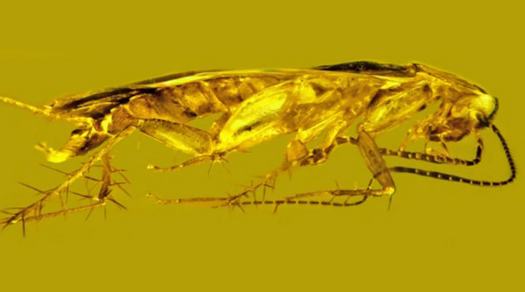 Új csótányfajt találtak borostyánba zárva, ráadásul a rovar  spermasejtjeit is megőrizte az őskövület. / Fotó: George Poinar Jr.