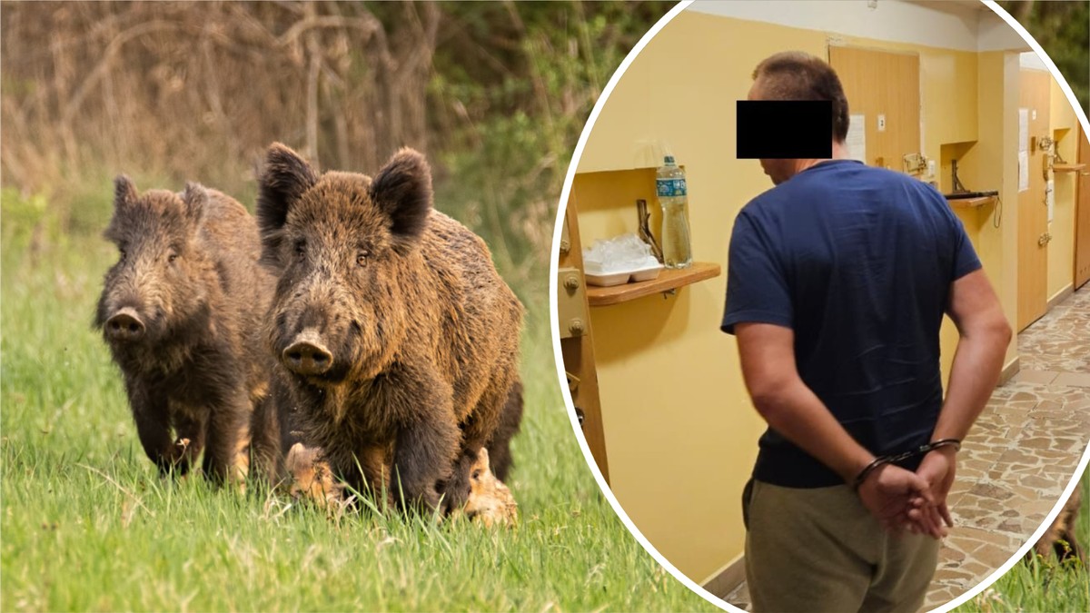 Areszt dla myśliwego, który pomylił człowieka z dzikiem. Prokuratura ma poważne wątpliwości