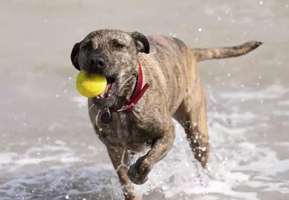 1500 zł dla każdego, kto przygarnie psa seniora. Urząd miasta wspiera adopcje