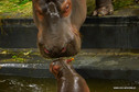 Mały hipopotam nową atrakcją zoo we Wrocławiu
