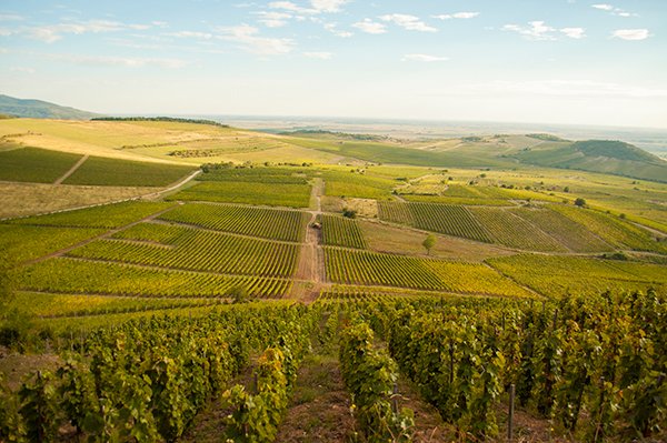 Węgierski Tokaj