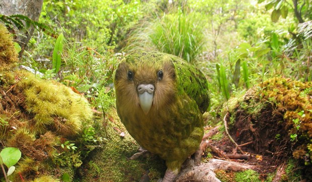 Kakapo