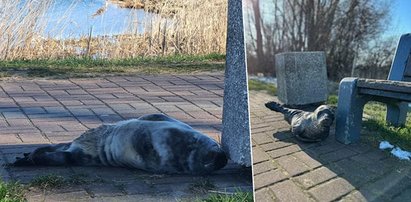 Maleństwo zgubiło mamę, wyszło z rzeki, schowało się przy ławce i czekało na pomoc. To było niemal centrum Gdańska