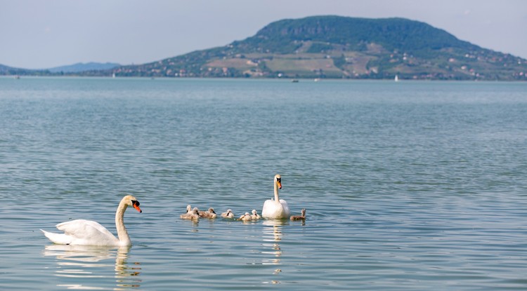 Hattyúcsalád a Balatonban a balatonfenyvesi szabadstandnál 2020. május 9-én