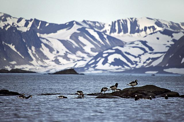 Galeria Wystawa polarnej fotografii przyrodniczej "Ptaki Spitsbergenu", obrazek 47
