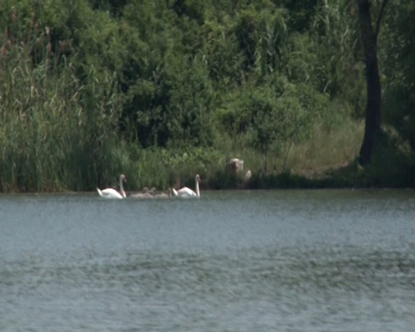 Jezero Međeš Fruška gora