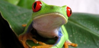 Unijna dotacja na budowę A2 wisi na włosku. Wszystko przez płazy