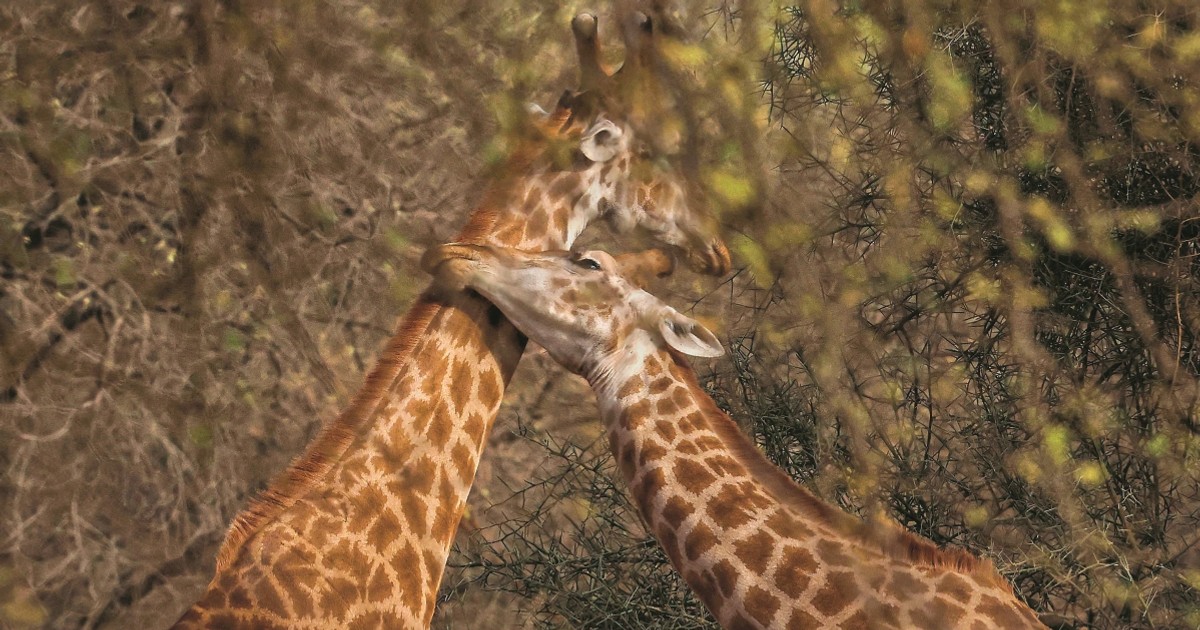 Dlaczego szyje żyraf są tak długie? Odpowiedź zaskakuje