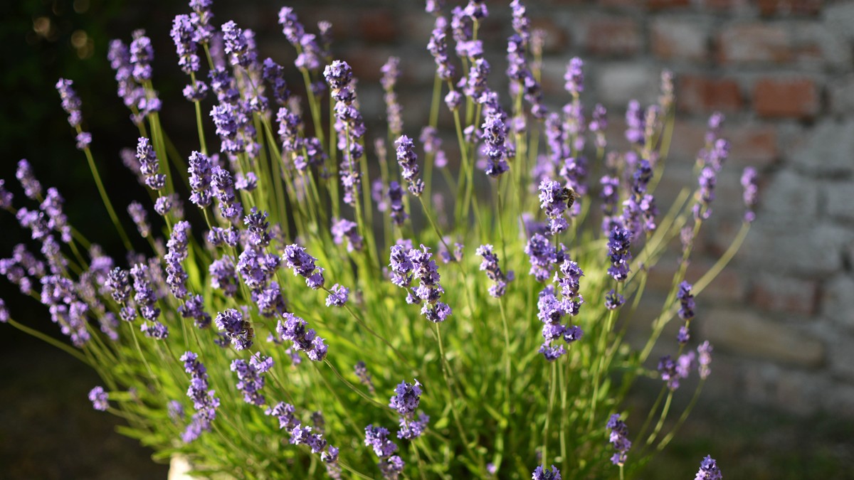 Lavanda