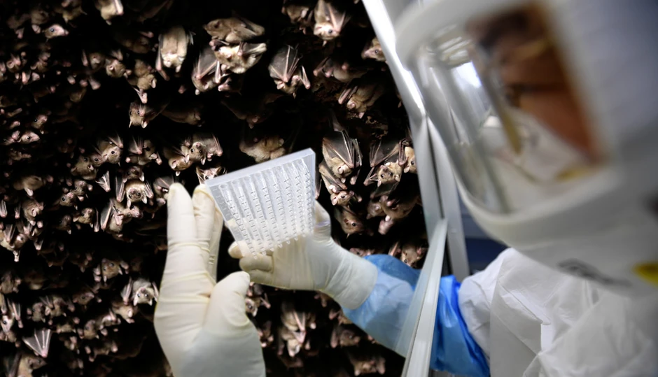 Slepi miševi se i dalje prodaju kao hrana