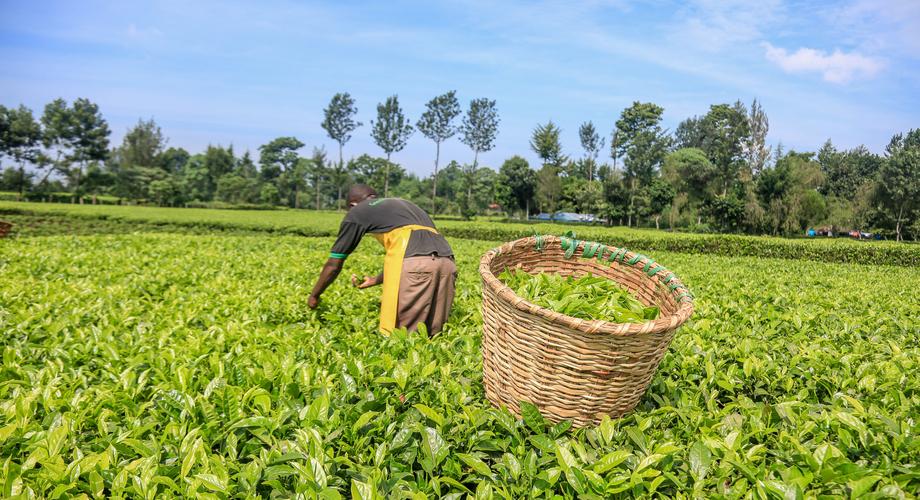 Kenyan farmer plucking tea