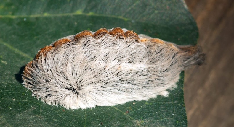 Poisonous furry caterpillars that look like wigs are popping up in ...