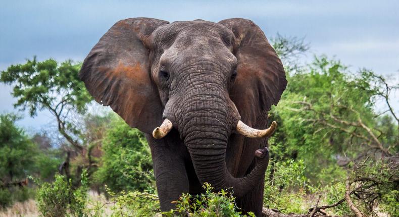 A tusked African elephant in South Africa's Kruger National Park.
