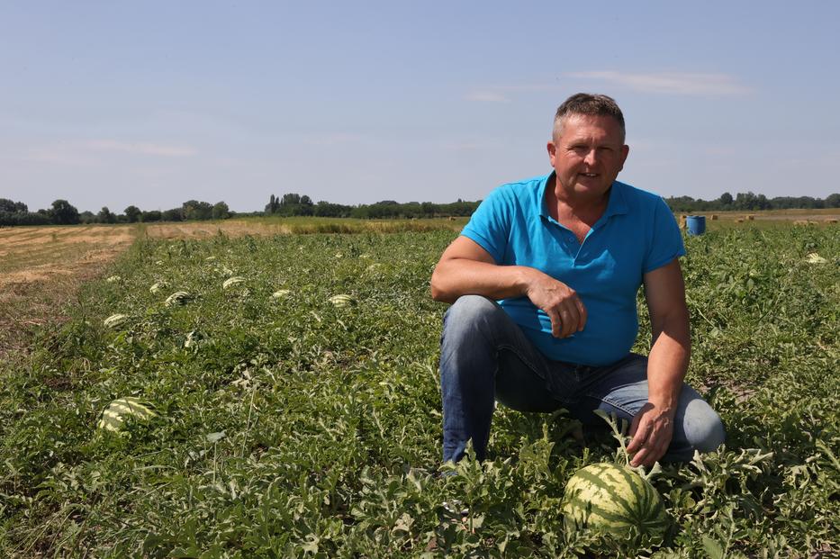 Balogh József hátat fordított a politikának, dinnyetermesztésbe fogott /Fotó: Grnák László