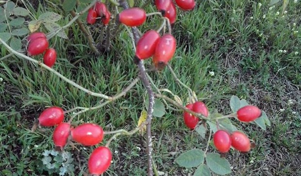 NOVA VAROS 06 zadovoljni prvim rodom sipurak sa plantaze u vilovima foto zeljko dulanovic