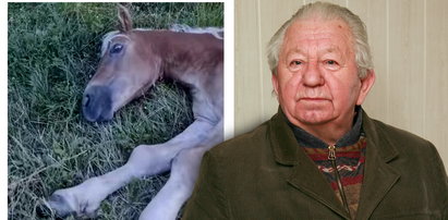 Obrońcy zwierząt oskarżają byłego dyrektora wrocławskiego zoo. Odebrali mu konia w „stanie skrajnego cierpienia”