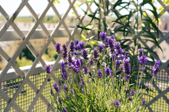 Lavanda je otporna na sušu