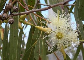 eucalyptus-gyogynoveny-d000010648be070b19da9