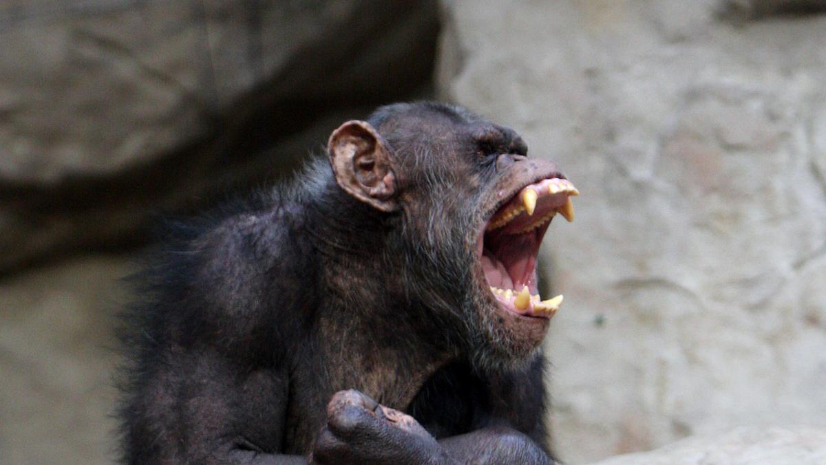 szympans zoo