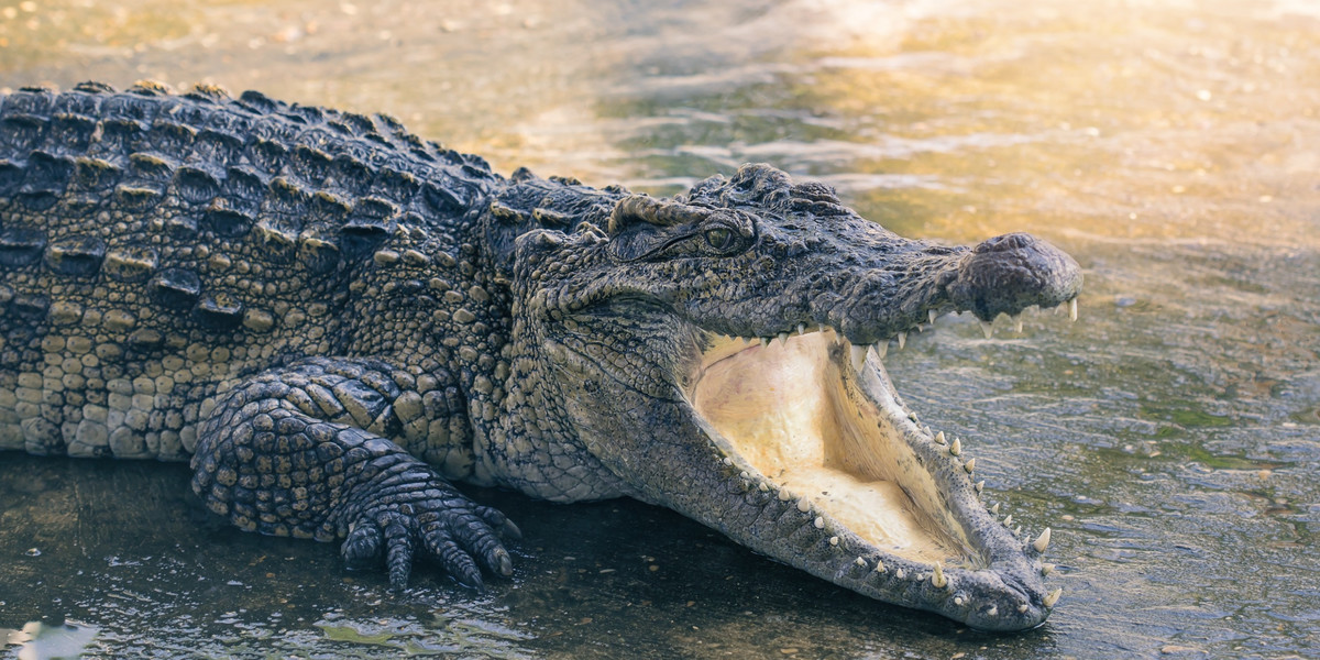 Kostaryka. Krokodyl zaciągnął 8-latka pod wodę. Chłopiec zginął.
