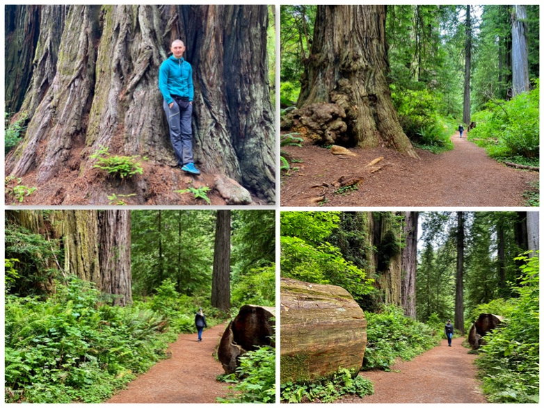 Sekwoje w Parku Stanowym Redwoods