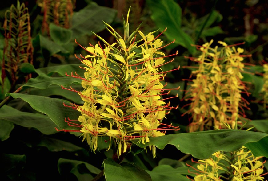 Wianecznik Gardnera (Hedychium gardnerianum)