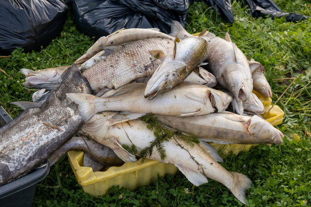 Śnięte ryby z Odry