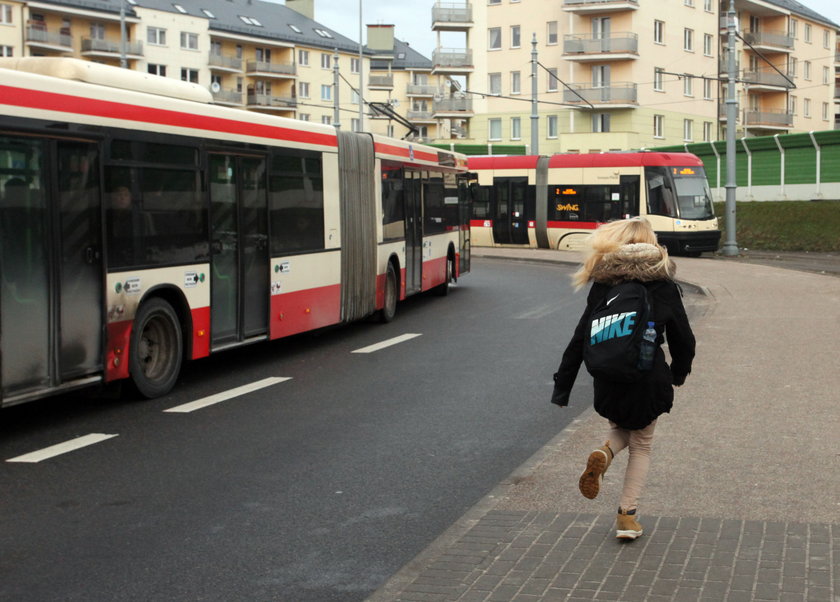 Na otwarcie lwiarni można będzie dojechać autobusami