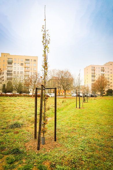 Nowe nasadzenia na osiedlu Piastów w Pszczynie - 24.11.2022 - autor: Oskar Piecuch / UM Pszczyna