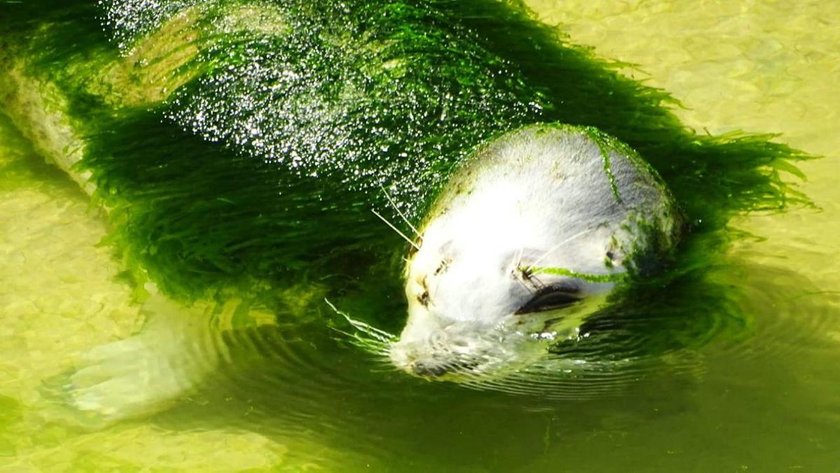 Hiszpania: foka zarośnięta wodorostami w zoo w Santander