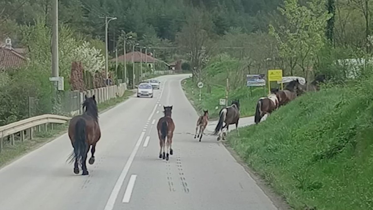 Konji terorišu meštane Meljanice kod Kraljeva