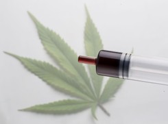 Wiele hałasu o olej z konopi. Jakie ma właściwości medyczna marihuana?