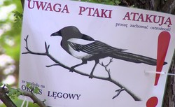 Natura przeciwko studentom we Wrocławiu. Kilkanaście osób zaatakowanych przez …ptaki[WIDEO]