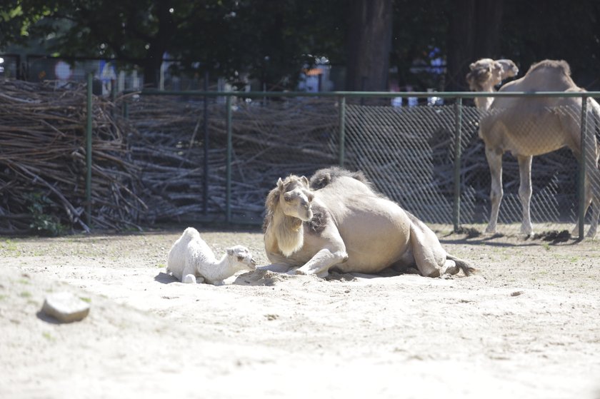 Zoo Wrocław