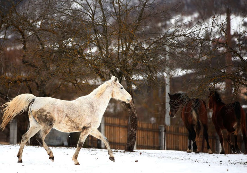 Ilustracija, konj, priroda