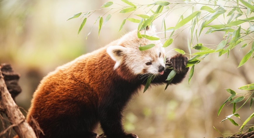 Panda mała je głównie bambus