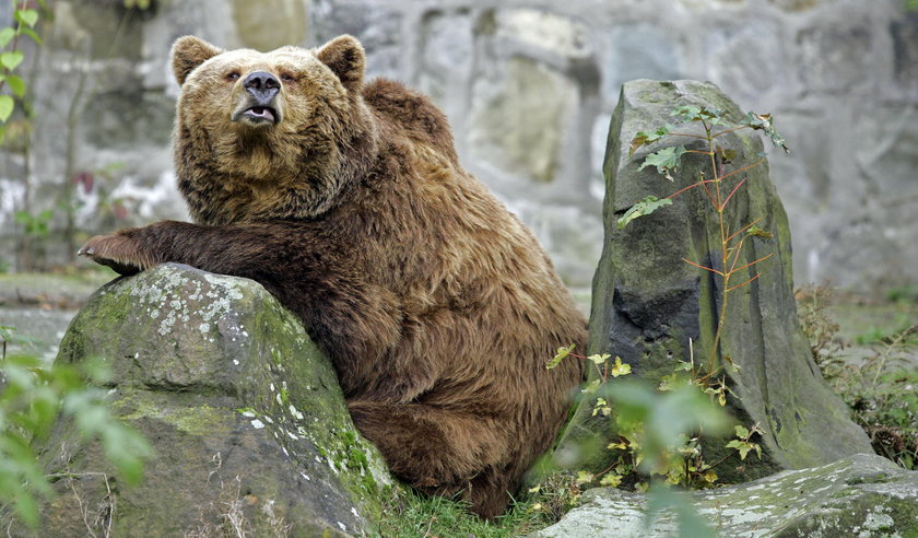 Nie przynoście uschniętych choinek do Zoo