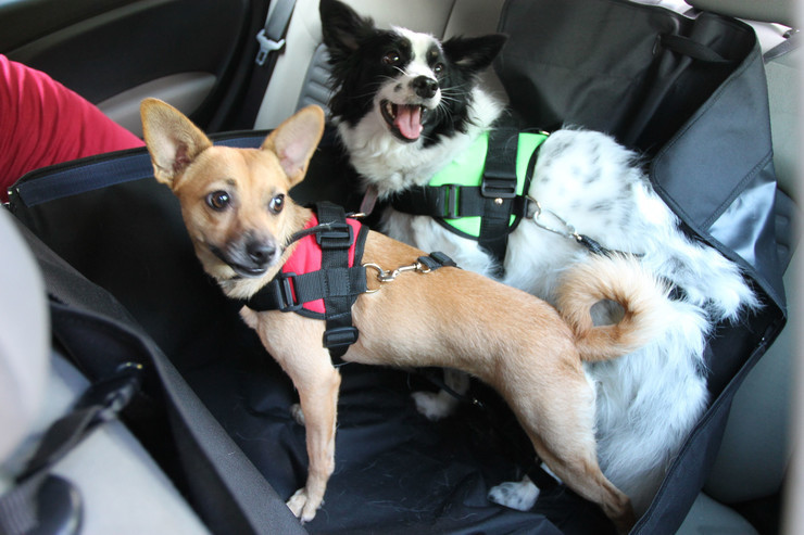 Małe psy w samochodzie