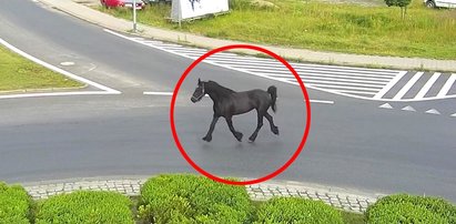 Zagubiony koń biegał po ulicach Szczecinka. Za nic nie chciał dać się złapać [WIDEO]