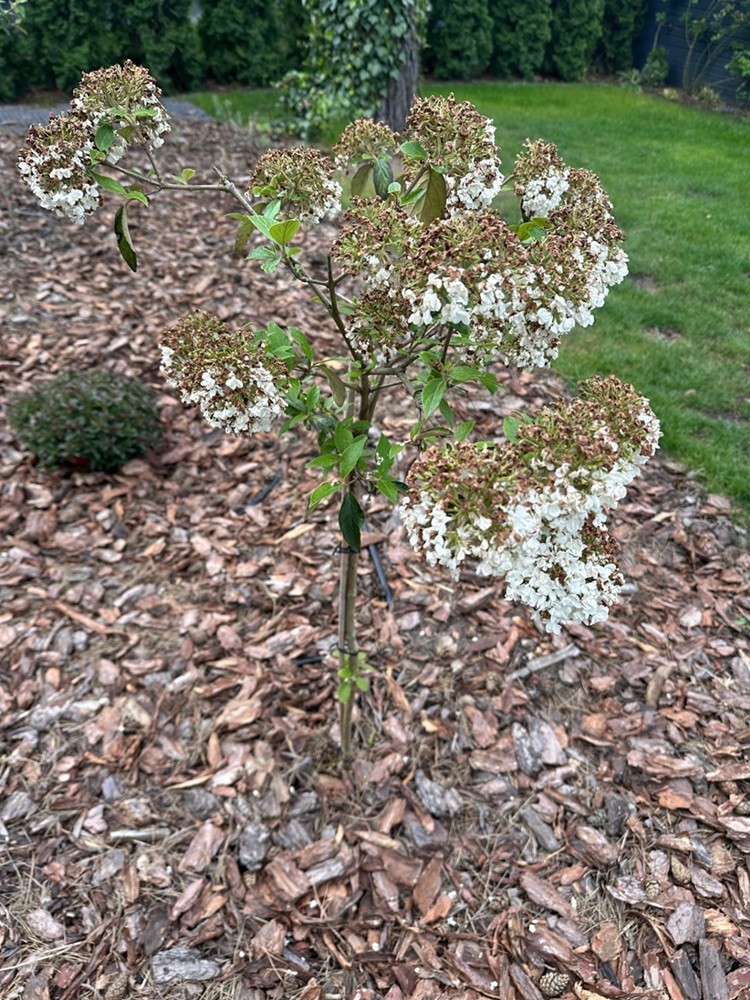 Kalina Eskimo na pniu - czy obcinać przekwitłe kwiaty?